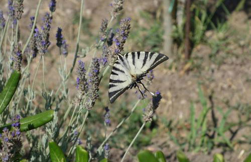 Sigrion Villas - Foto 10