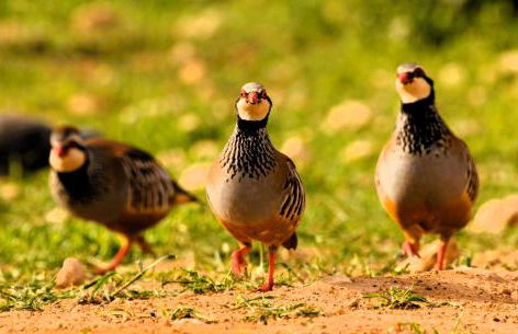 Monte do Alento - Castro da Cola - Foto 57