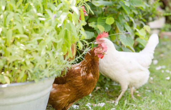 Plaatsje in het Mesnerhuis - Photo 23