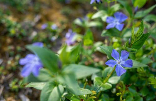 Maloca' Robretières - Photo 25