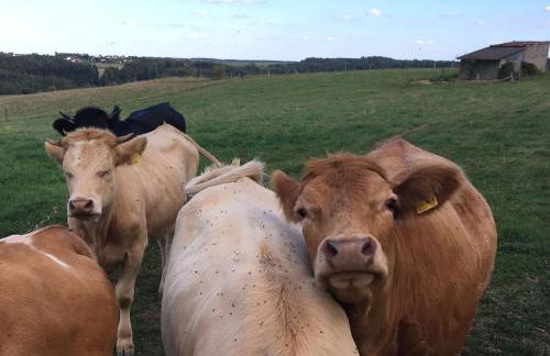 Eifelcottage Wren - Foto 30