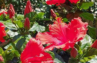 Luxury VILLA LE ROSE - Photo 15