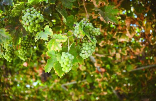 Xanthippi's - Foto 43