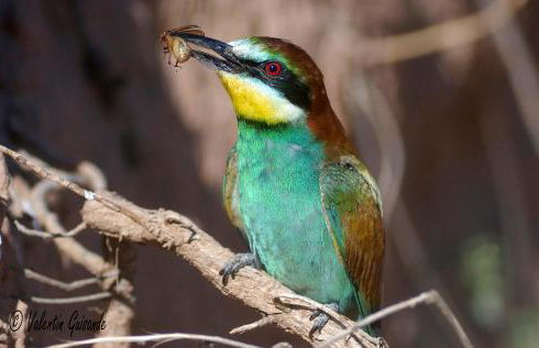 Anatiduero - Foto 34