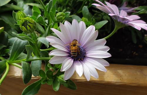 Il Torchio - Photo 5