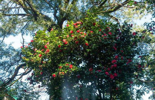 Quinta das Lamas - Antiga Adega - Foto 34