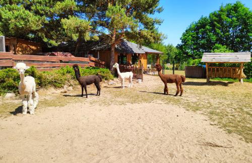 Agroturystyka Zagroda Alpaka - Foto 18