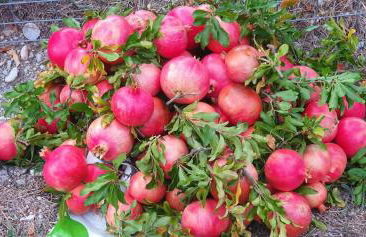 Hephaestus Appartments Litochoro -A1 - Foto 38