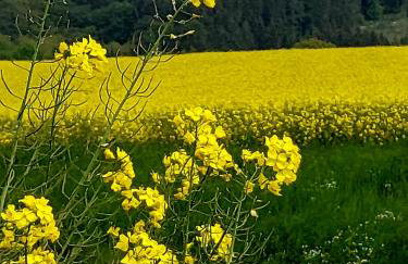 Premium Vulkaneifel Chalet - Foto 26