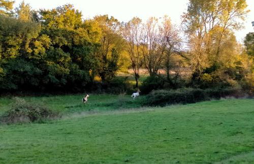 Manoir de L'Aisnerie - Foto 29