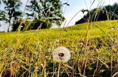 Ferienwohnung im Grünen - Photo 11