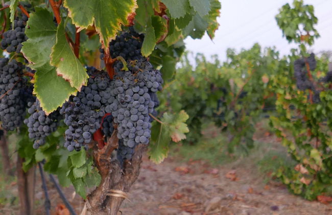 Tour por el valle Trentino + Visita a dos bodegas - Foto 1