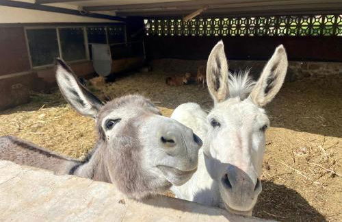 Finca Los Quevedo - Los Corralillos - Photo 44