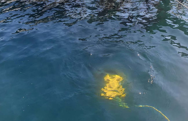 Paseo en barco por la ría de Vigo - Foto 5