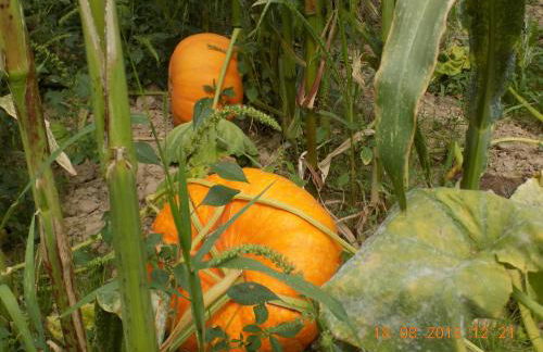 Casarao dos Reis - Foto 27