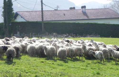 gure xokoa - Foto 31