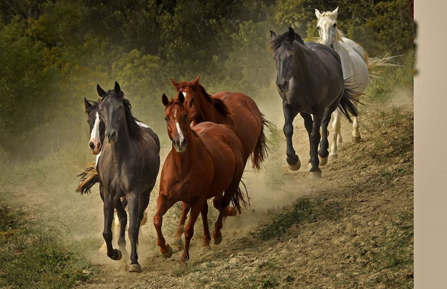 Fattoria Pieve a Salti - Foto 30