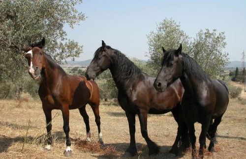 Agriturismo La Fontanella & Glamping - Foto 61