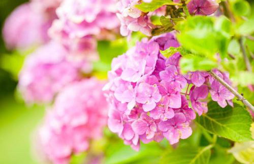 Gran Castanyer - Photo 21