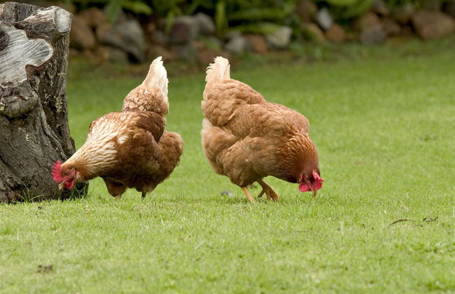 Peppermint Brook Cottages - Foto 15