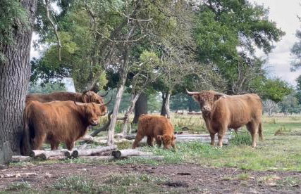 Kopice " Kowalczyk In Nature Parks Blue Velo" - Foto 76