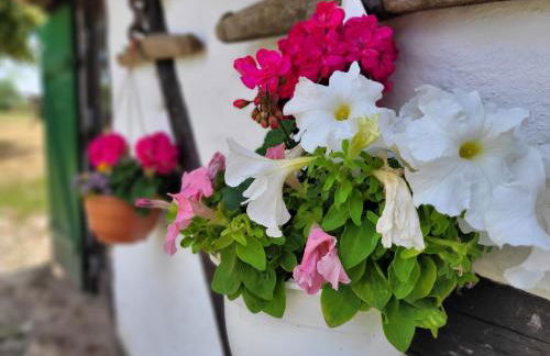 Ferienhof Schwalbennest OFC 24 - Foto 5