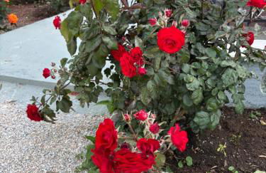 Elea Houses - Foto 46