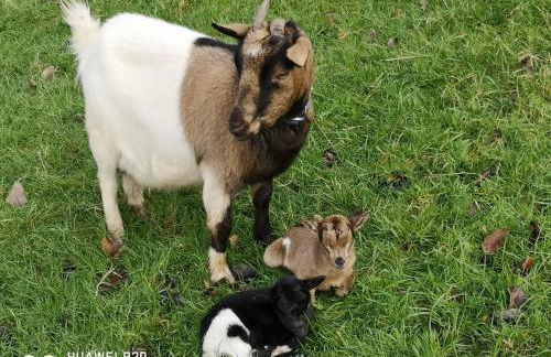 Gîte du Paradis Normand - Foto 26