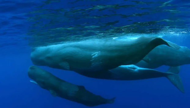 Une baleine à Rabo de Peixe