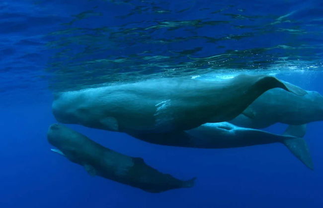 Whale Watching Tour - Photo 2