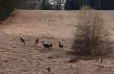 sosnowelowe - Foto 52