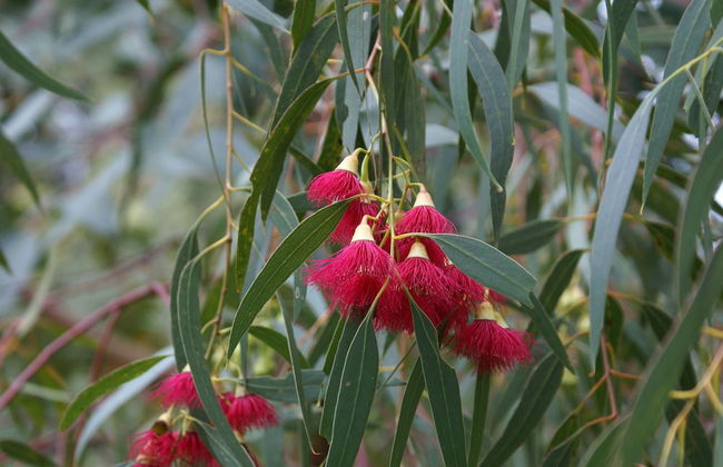 Ellensbrook Cottages - Foto 58