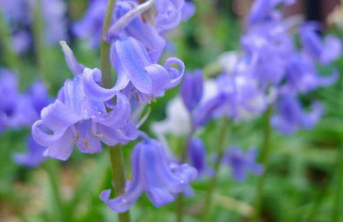 Beautiful Pilley Green Cottage - Foto 11