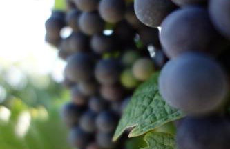 Antjes Ferienwohnung Flonheim - Foto 15