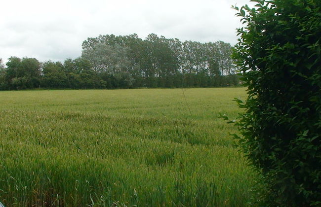 Tranquil Home With BBQ - Photo 23