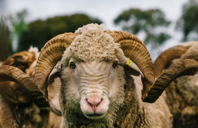 Callubri Station - Foto 38