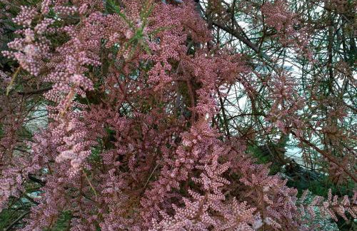 9 Musses ROOMS - Foto 53