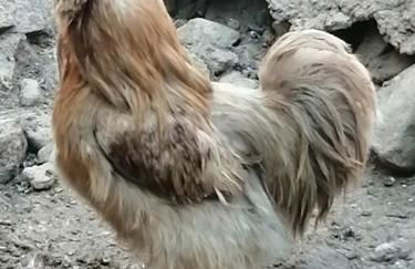 Schupferhof - Foto 40