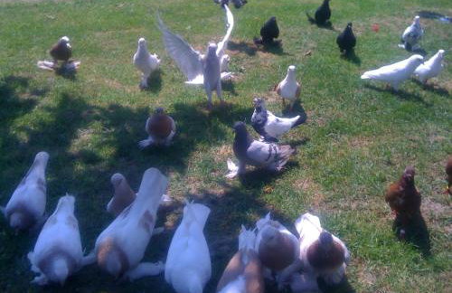 Apartman Garma - Photo 32