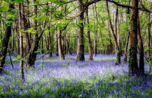 3 Bed in Cambrose oc-h29392 - Photo 22