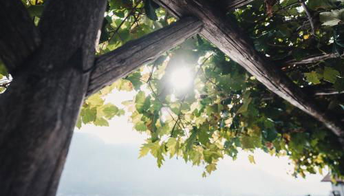 Der Ruibacher - Foto 4