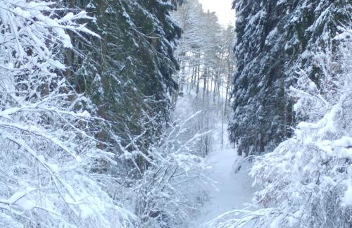 Hellenthal Family Retreat - Photo 78