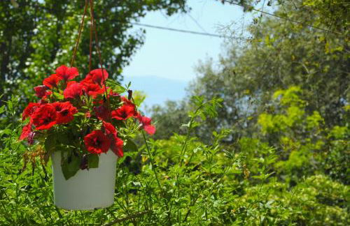 Heracles Guesthouse - Photo 14