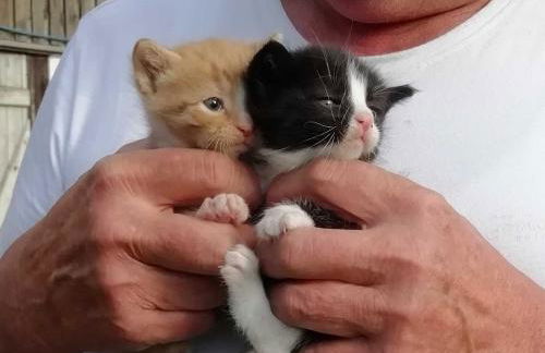 Ferienhaus am Kleinbauernhof Gersdorf bei Kühlungsborn - Foto 11
