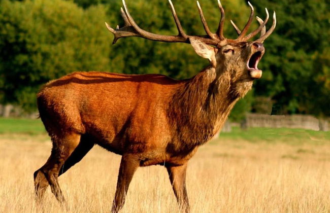 Forestview Family Home - Foto 29