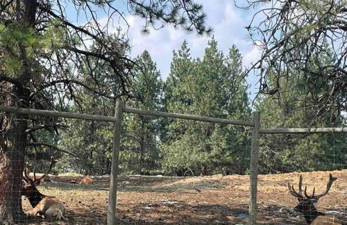 Little Cabin in the Woods. - Foto 54