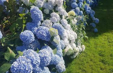 Chateau du Plessis Bochard - Photo 9