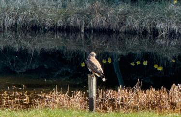 Willowbarn Rafford Self Catering - Foto 7