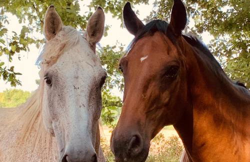 Le Buscagneau - Photo 32