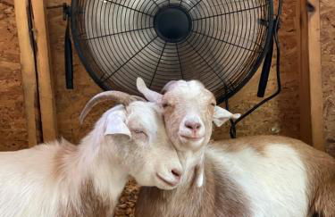 Catskills Aframe, Water View, Goat Sanctuary - Foto 76